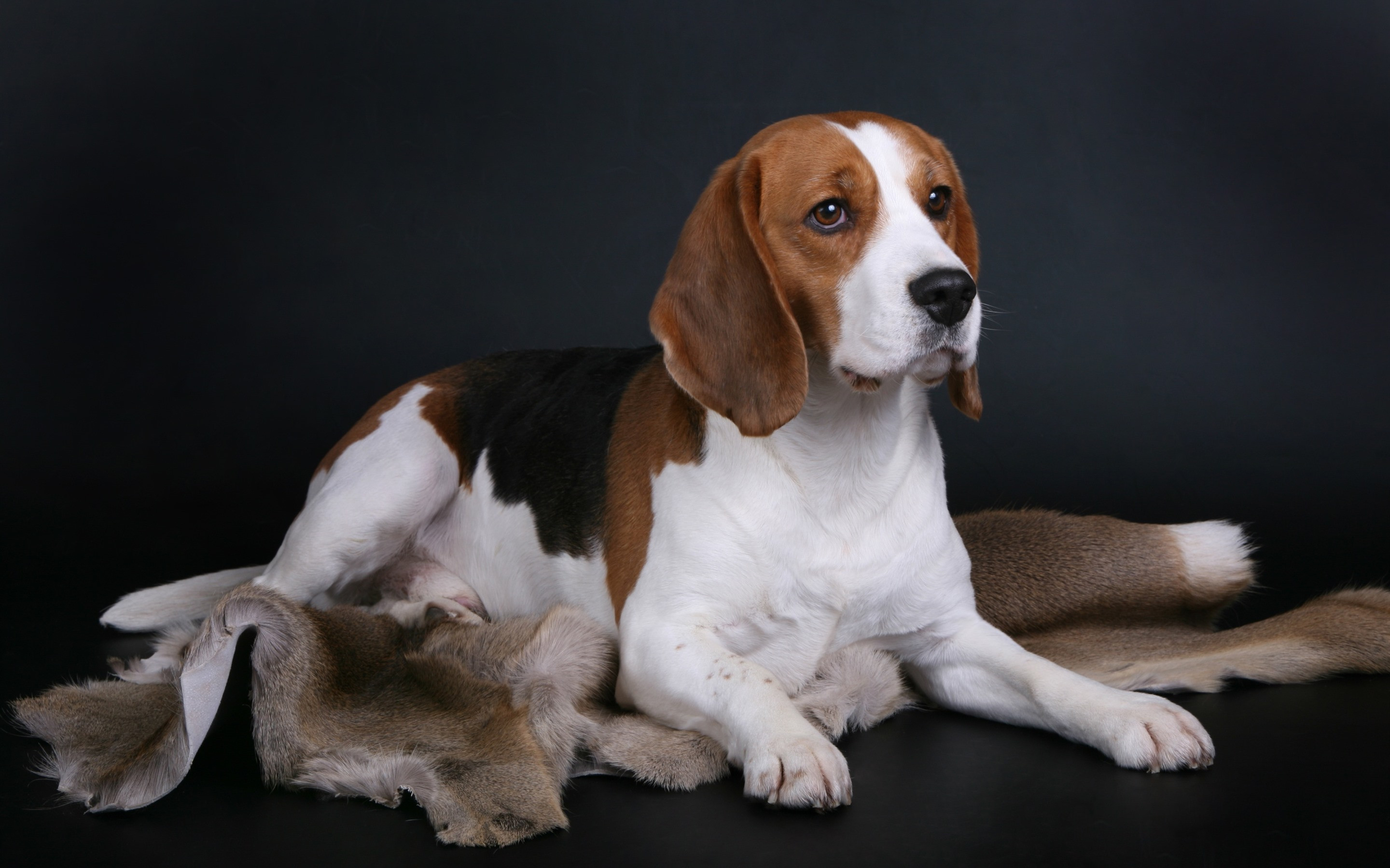 Wallpapers wallpaper beagle browse cute puppy on the desktop