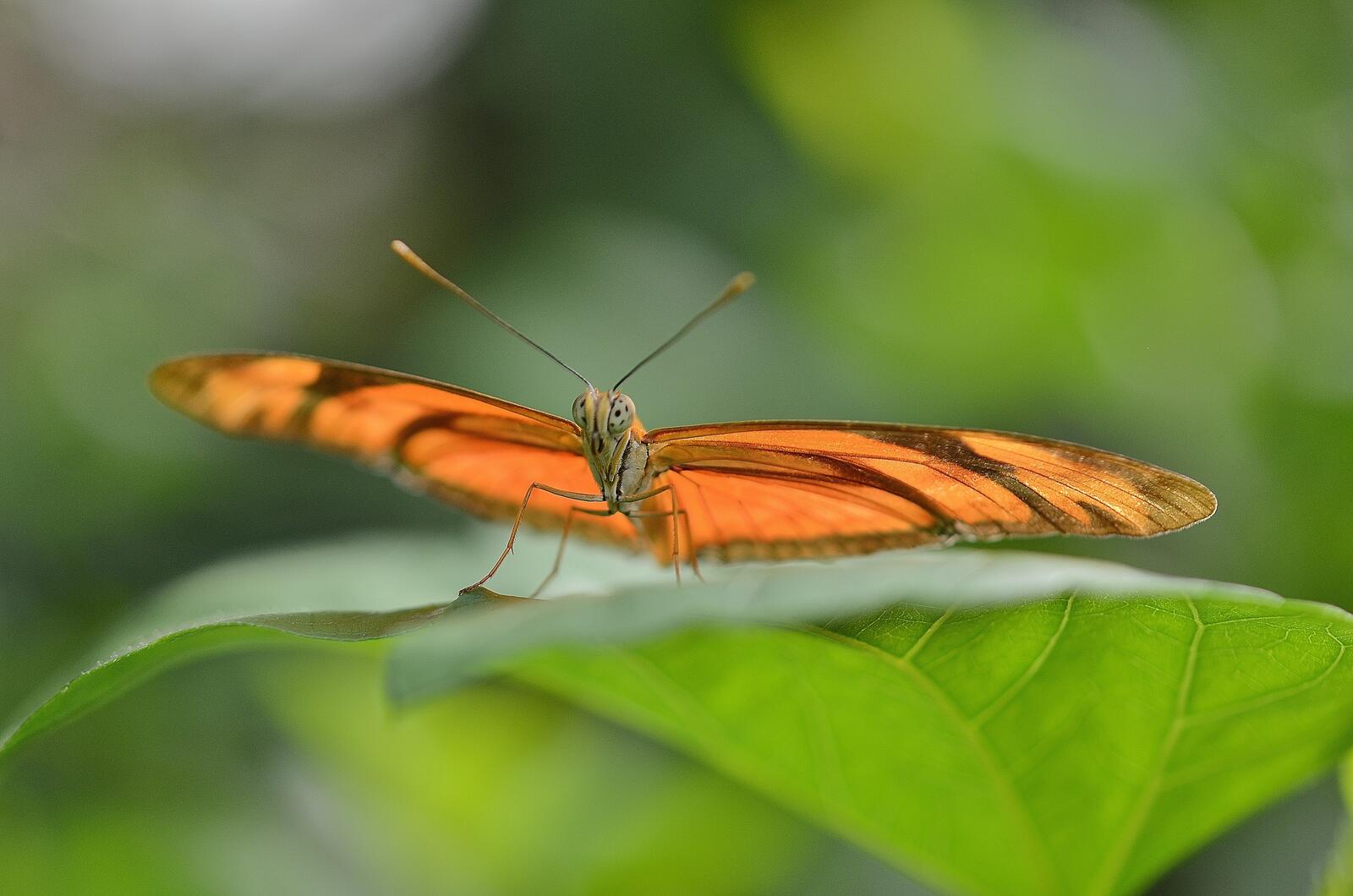Free photo An orange butterfly sits on a green leaf