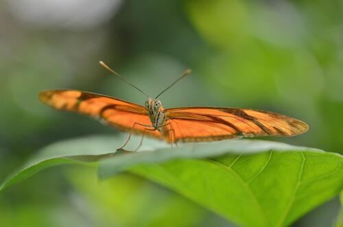 An orange butterfly sits on a green leaf