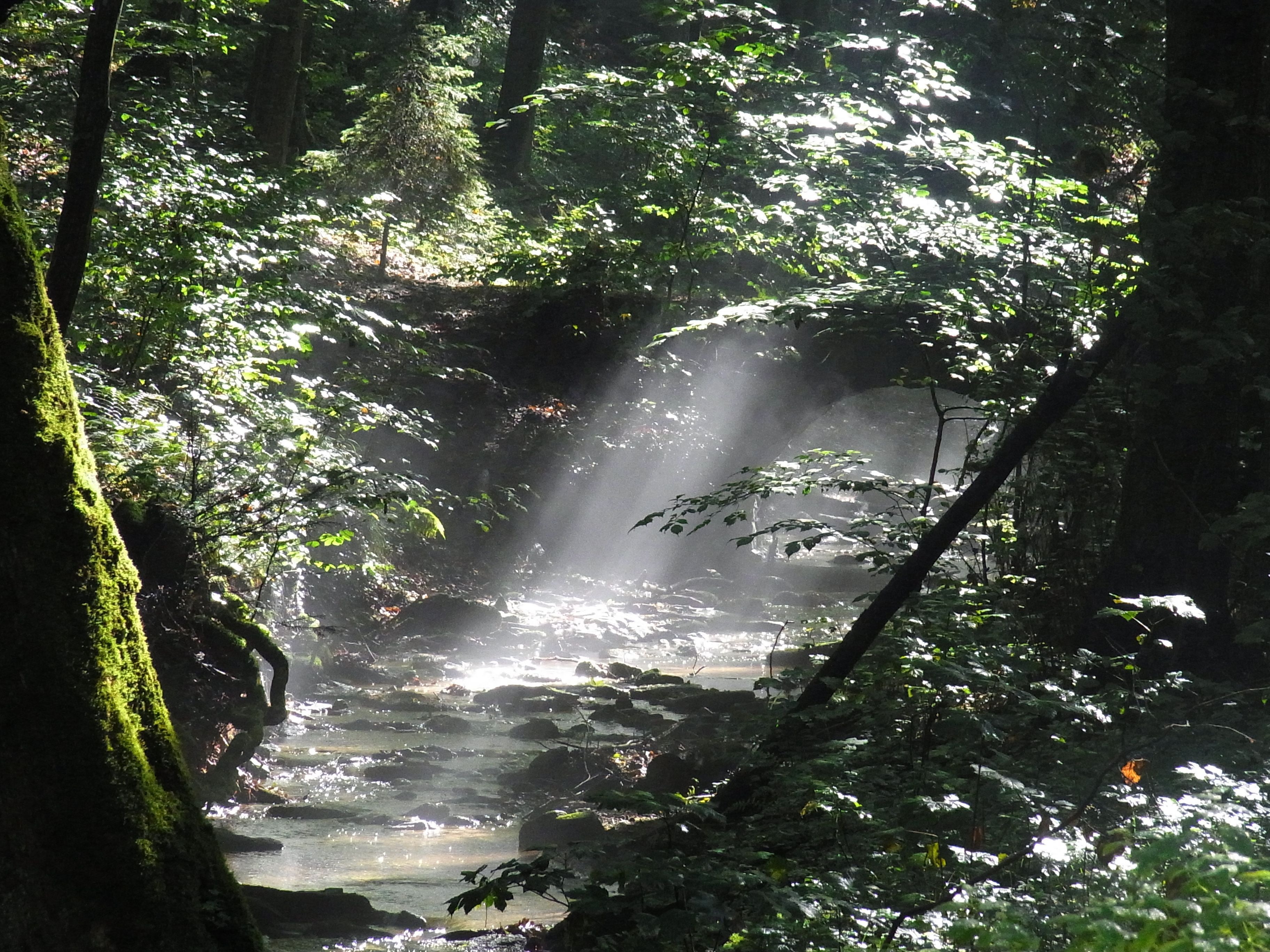 Sunlight falls on a forested river in the tropics