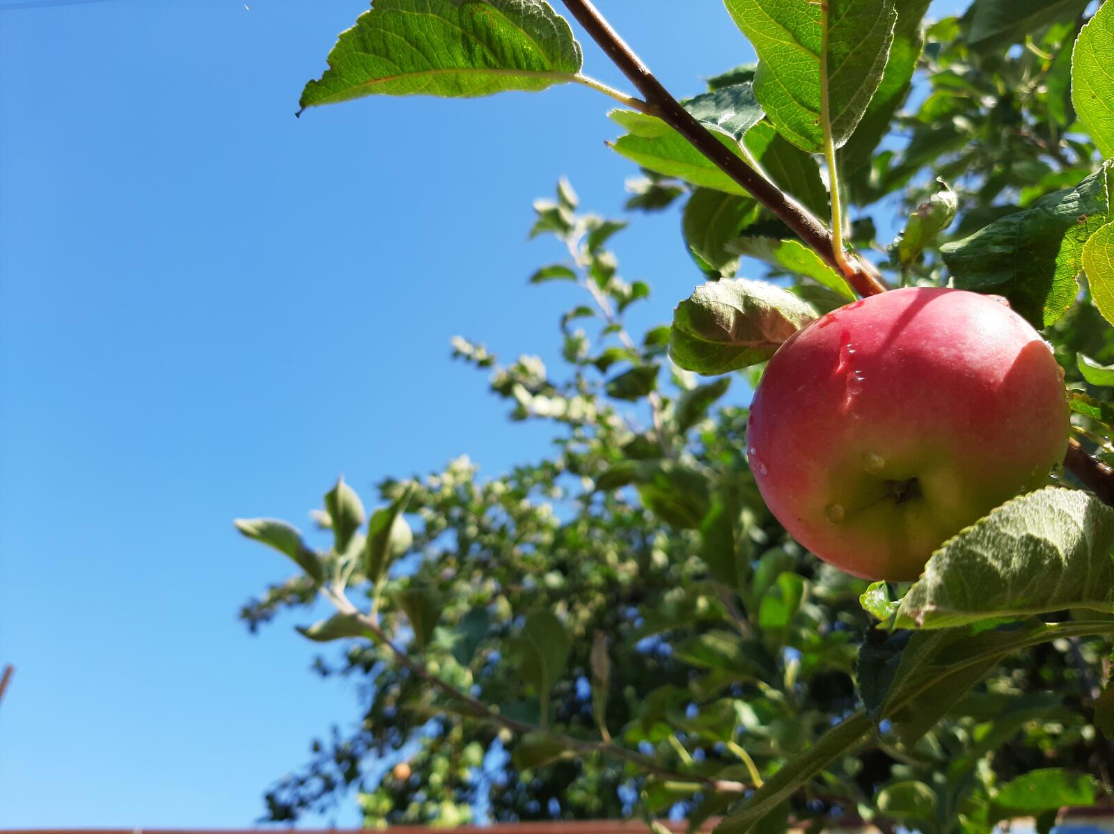 Бесплатное фото Розовое яблоко на веточке