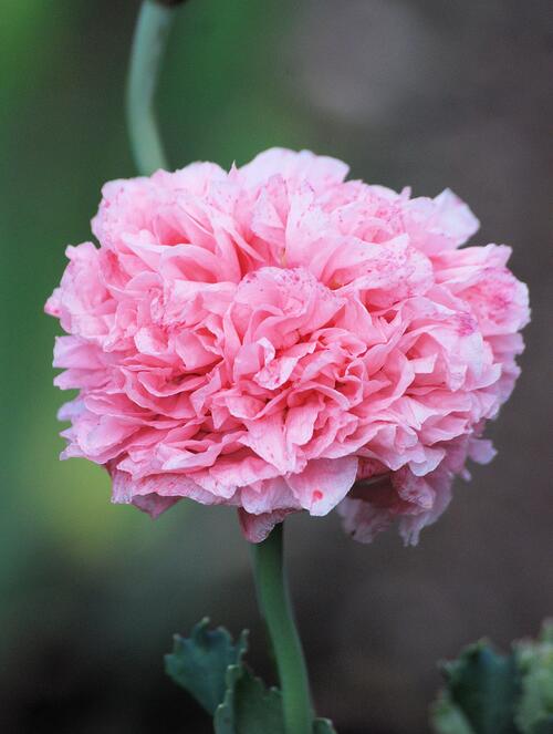 A lush pink flower