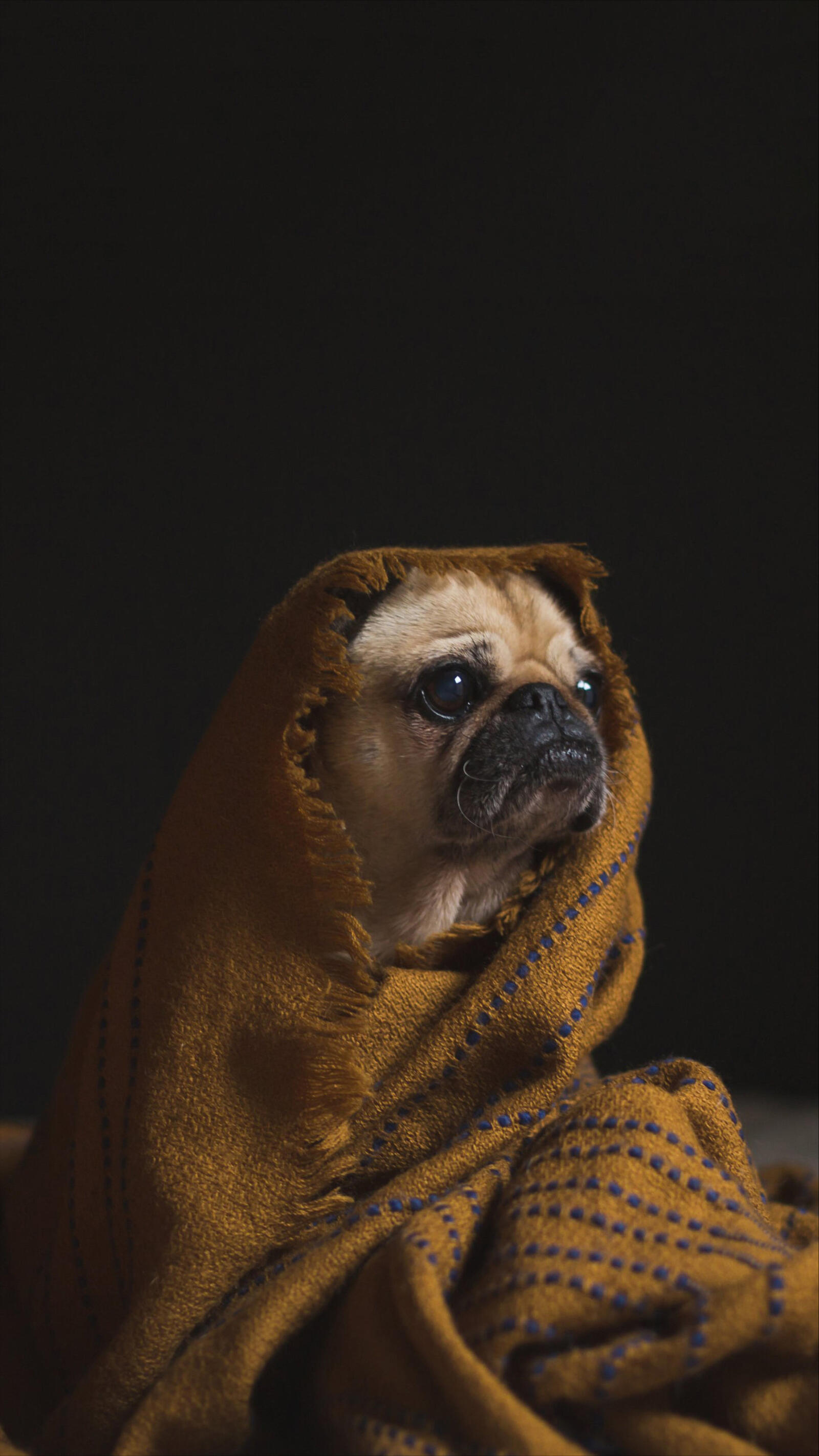 Wallpapers dog pug portrait on the desktop