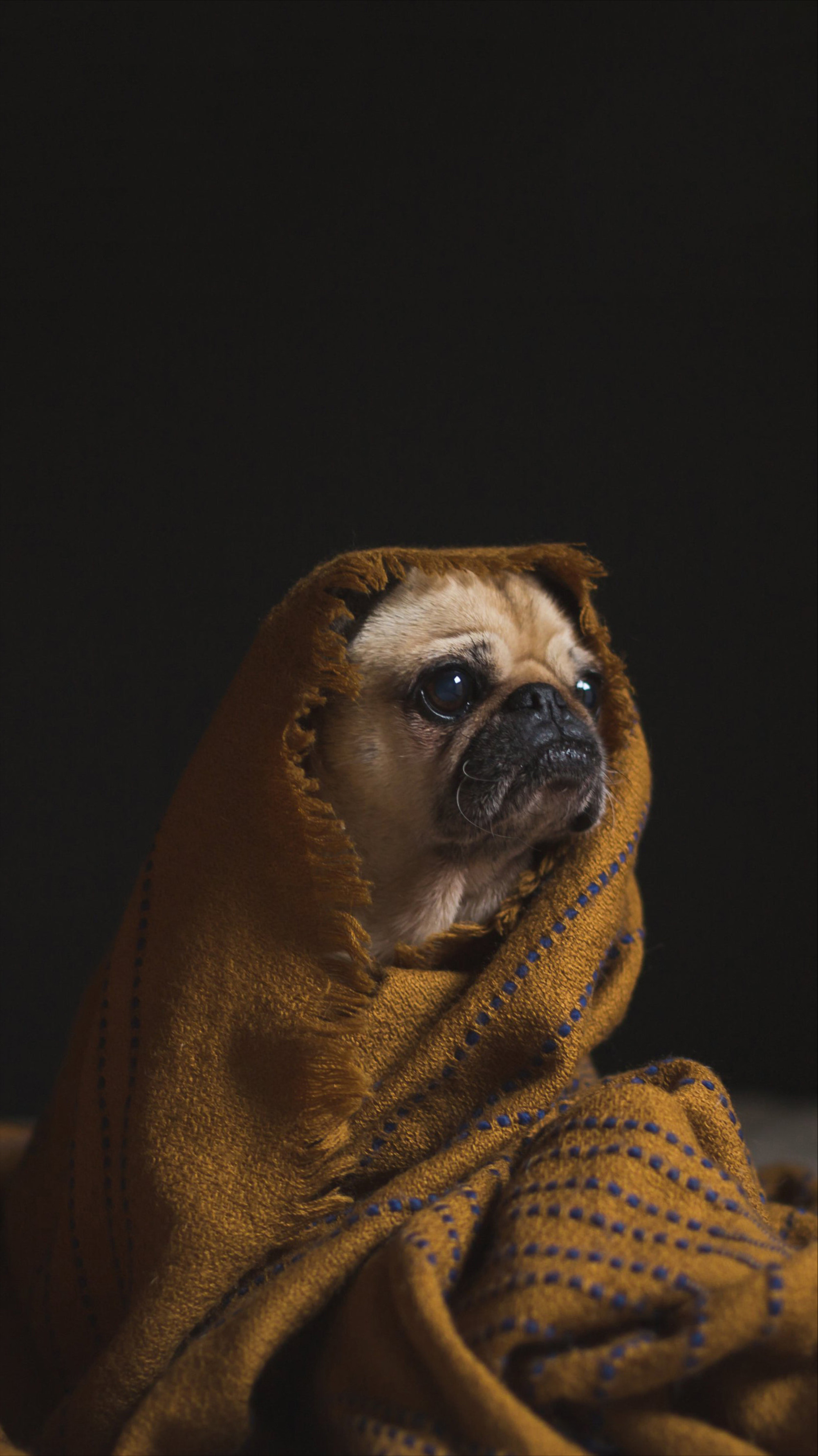 Фото бесплатно собака, мопс, портрет