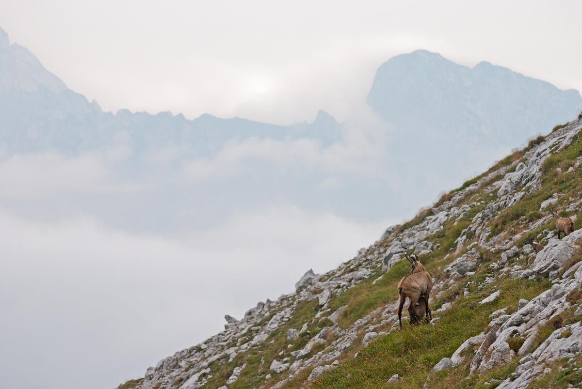 A mountain goat on the mountainside
