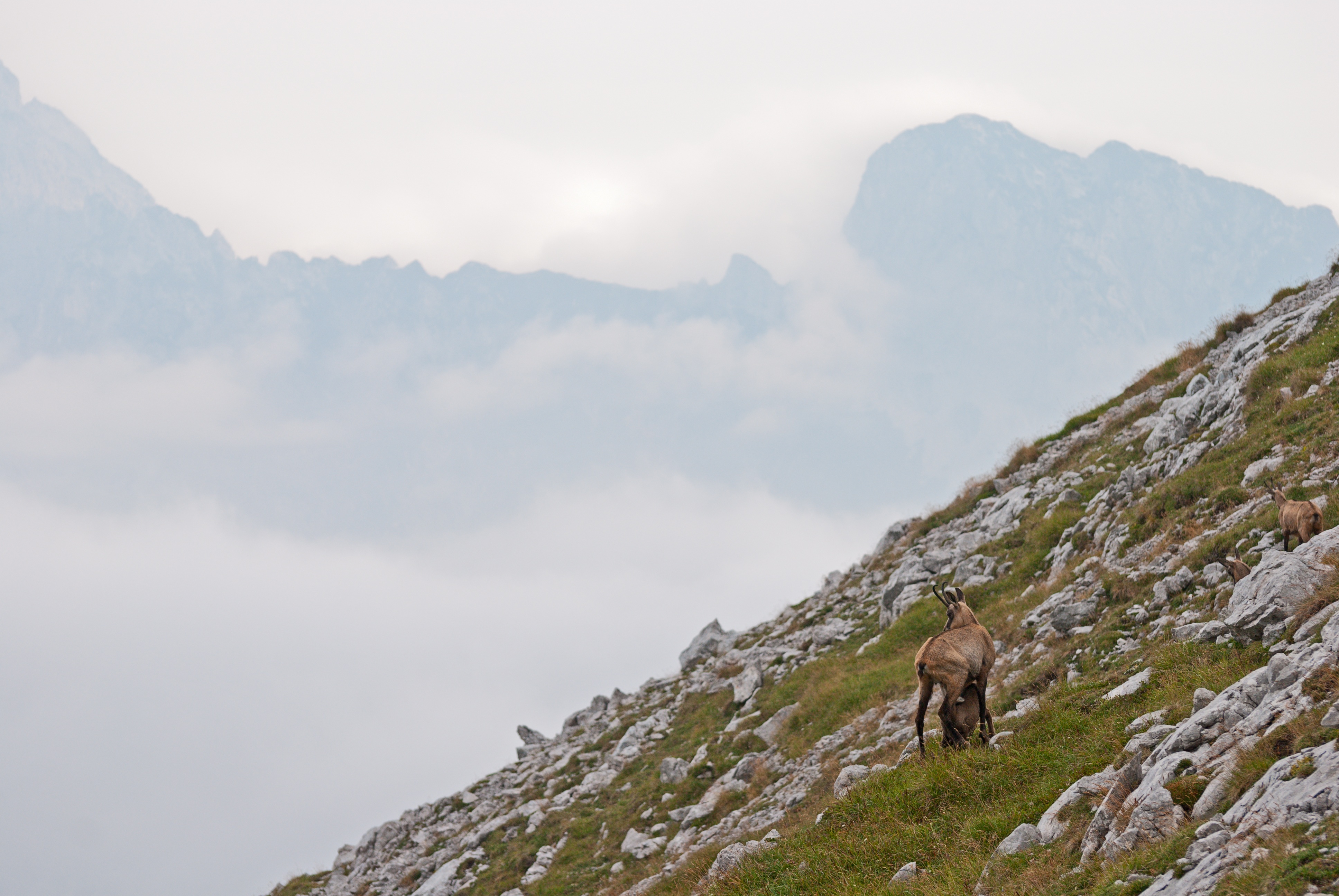 Горный козел на склоне горы