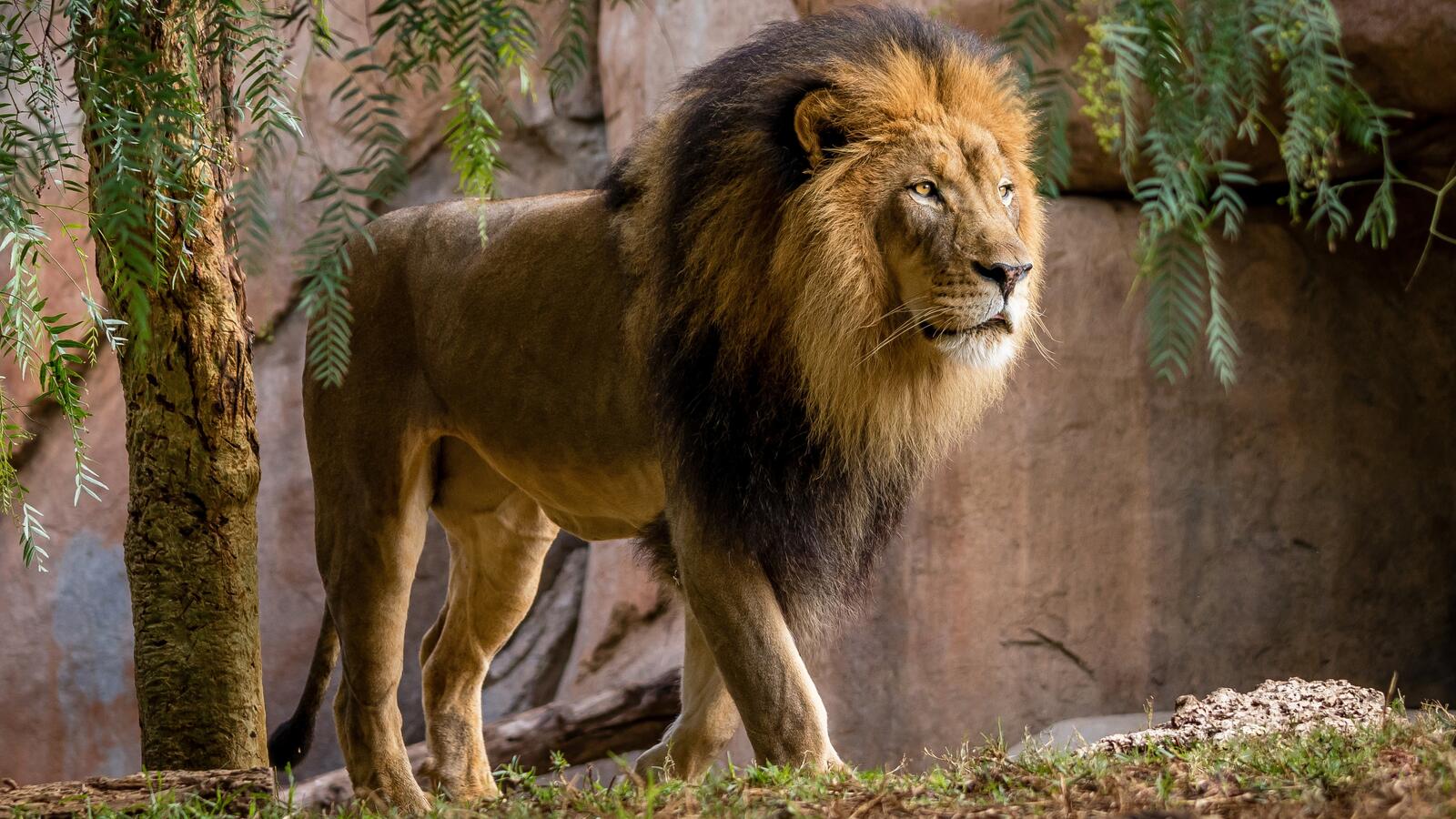 免费照片狮子是百兽之王