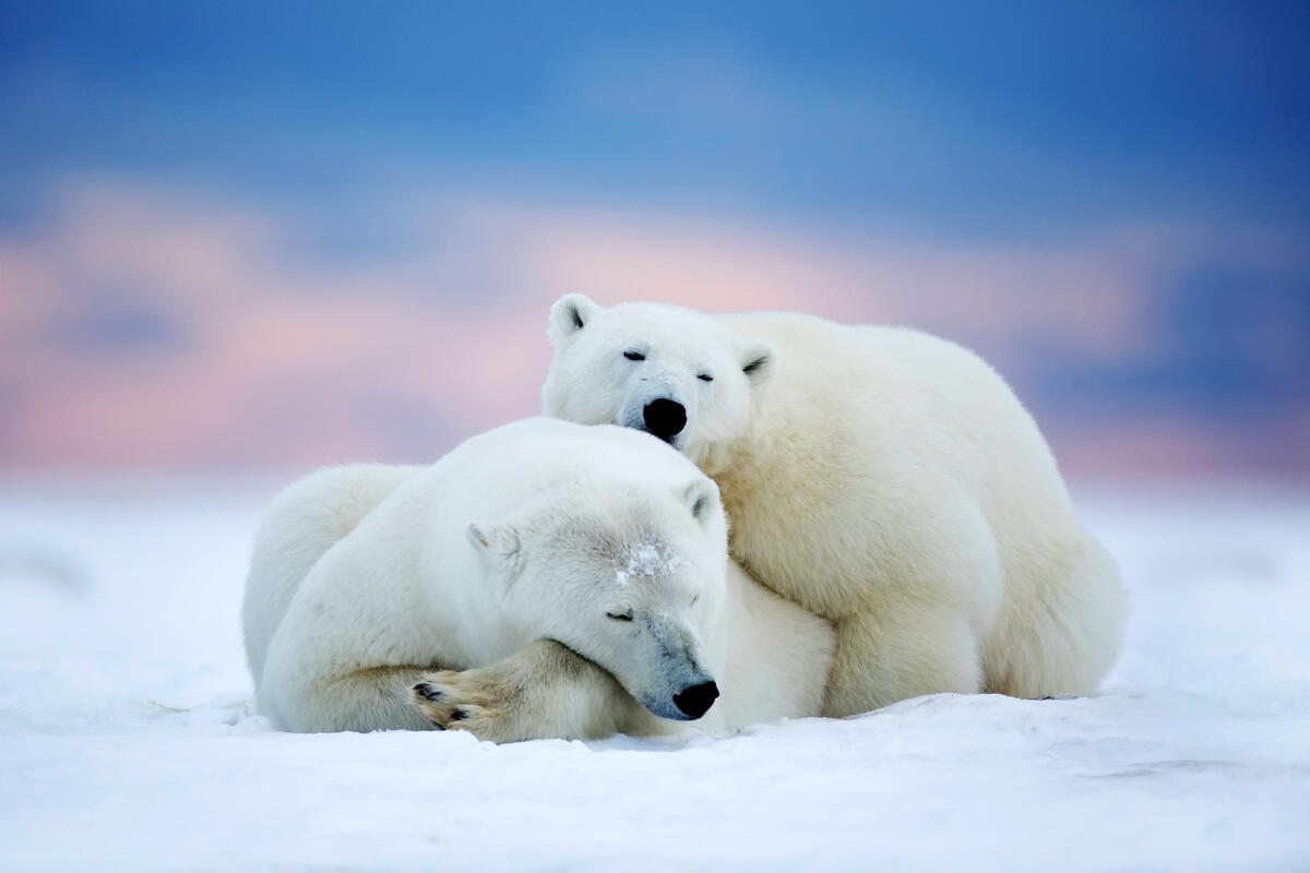 Two polar bears in the Arctic basking against each other