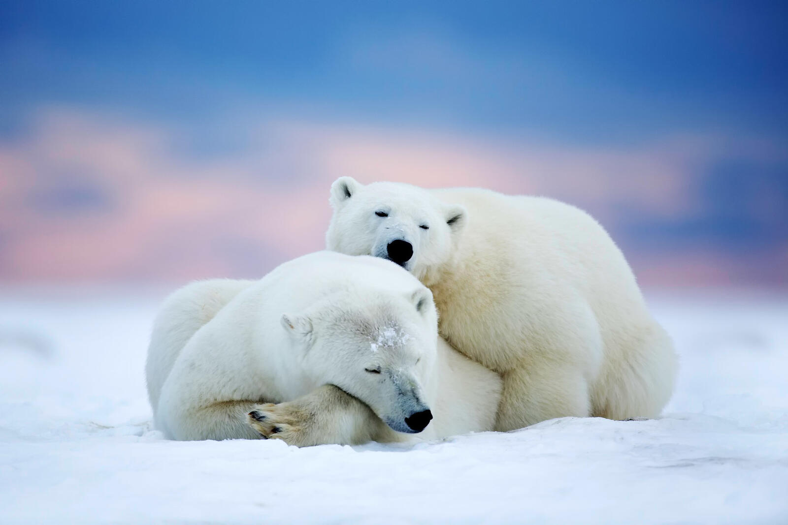 Free photo Two polar bears in the Arctic basking against each other