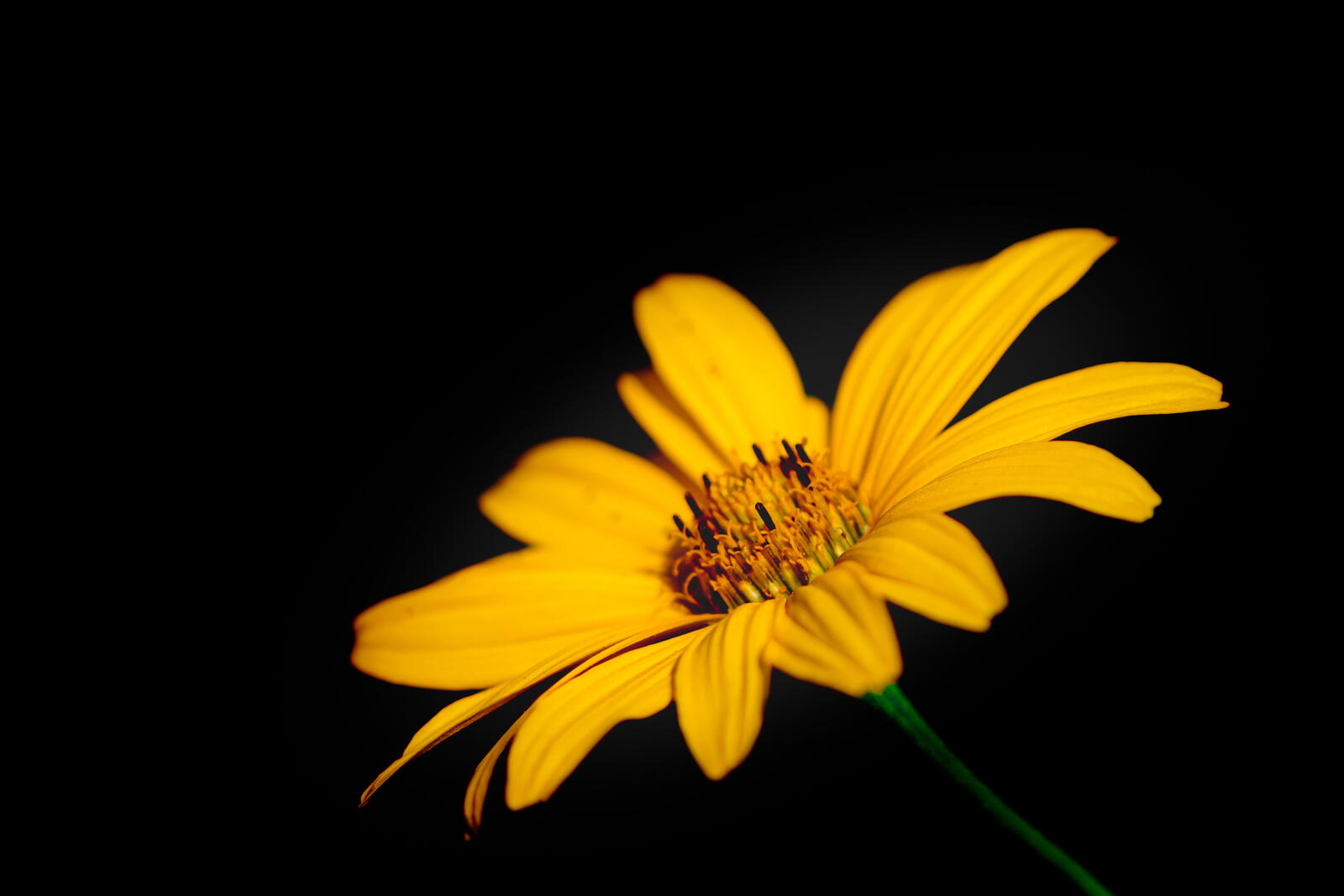 Бесплатное фото Желтый цветочек на черном фоне