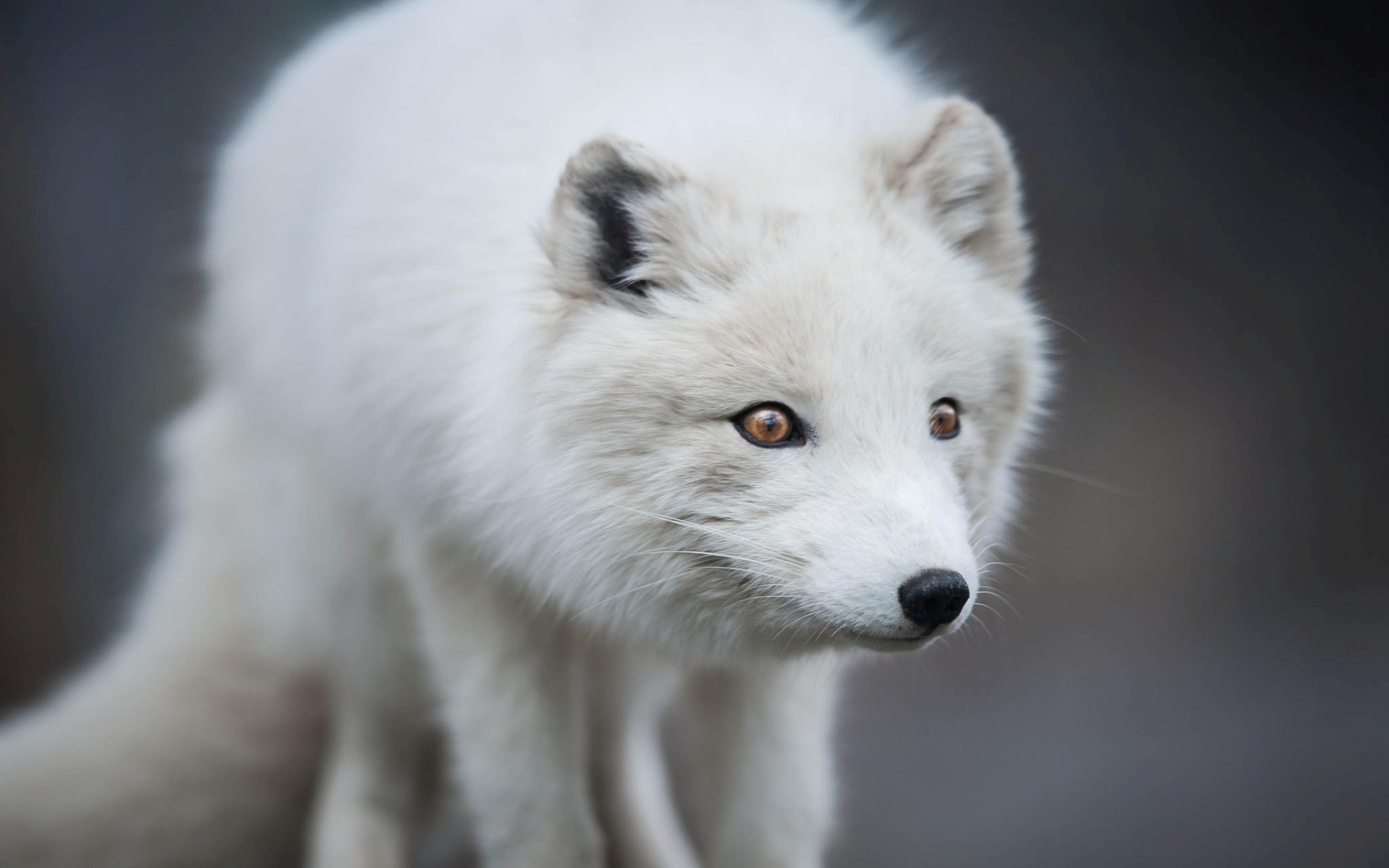 Free photo I come to you all. Arctic Fox.