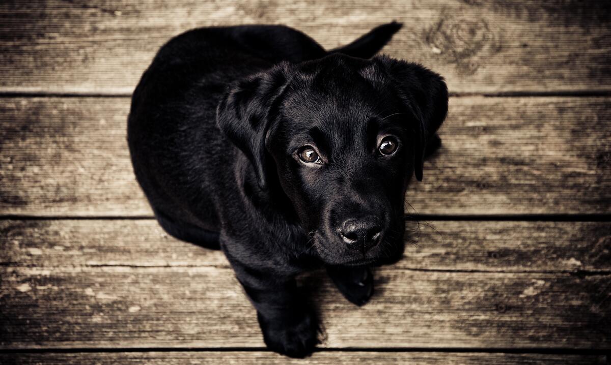 Черный щенок лабрадор-ретривер