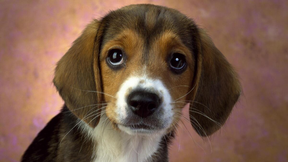 Cute lop-eared puppy looks at the camera