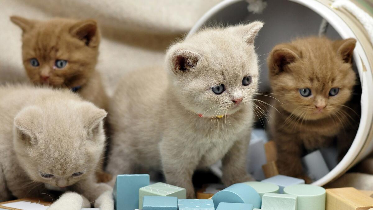 Small Scottish shorthair kittens