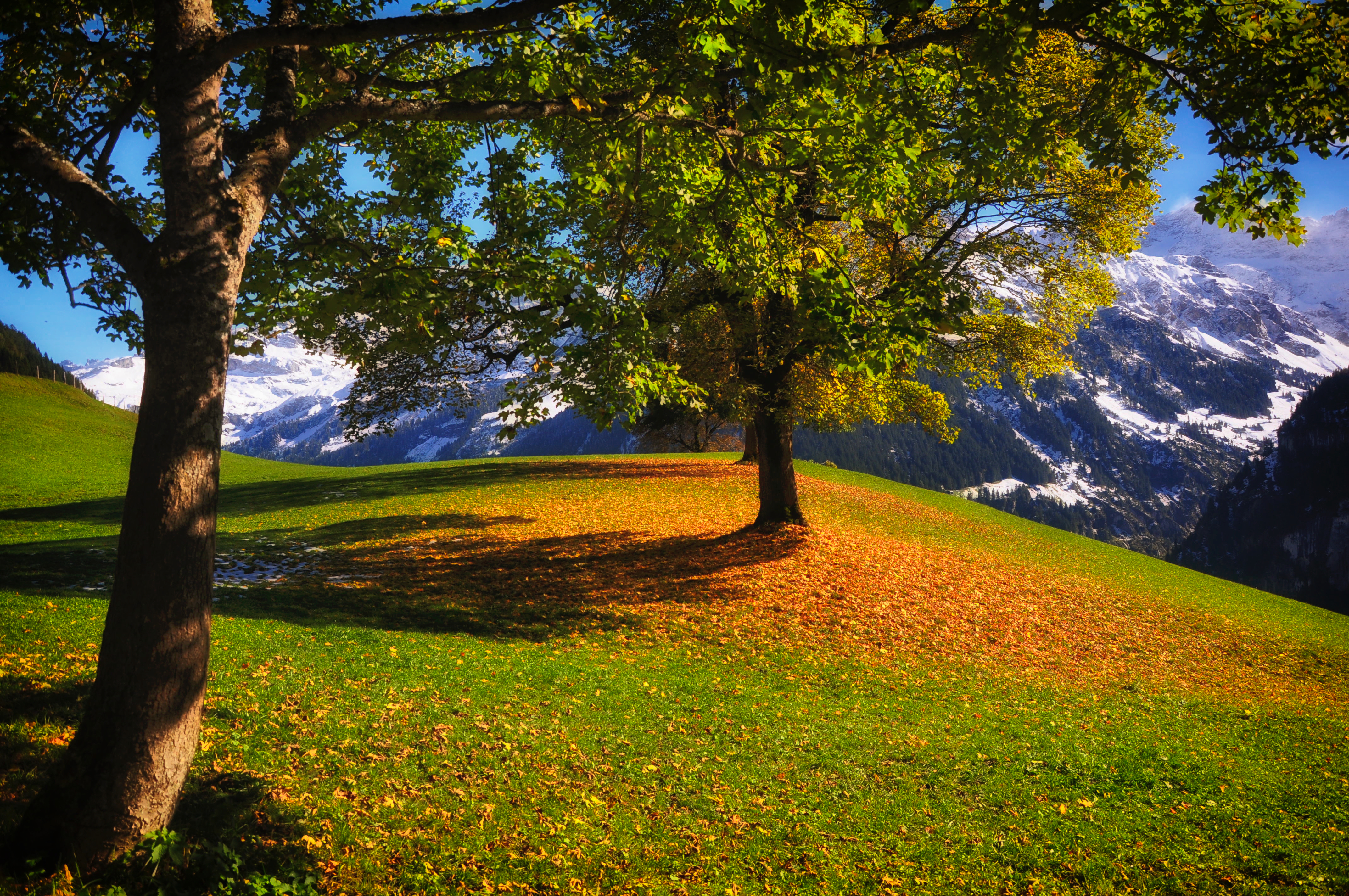 Бесплатное фото Осыпающиеся листья с деревьев
