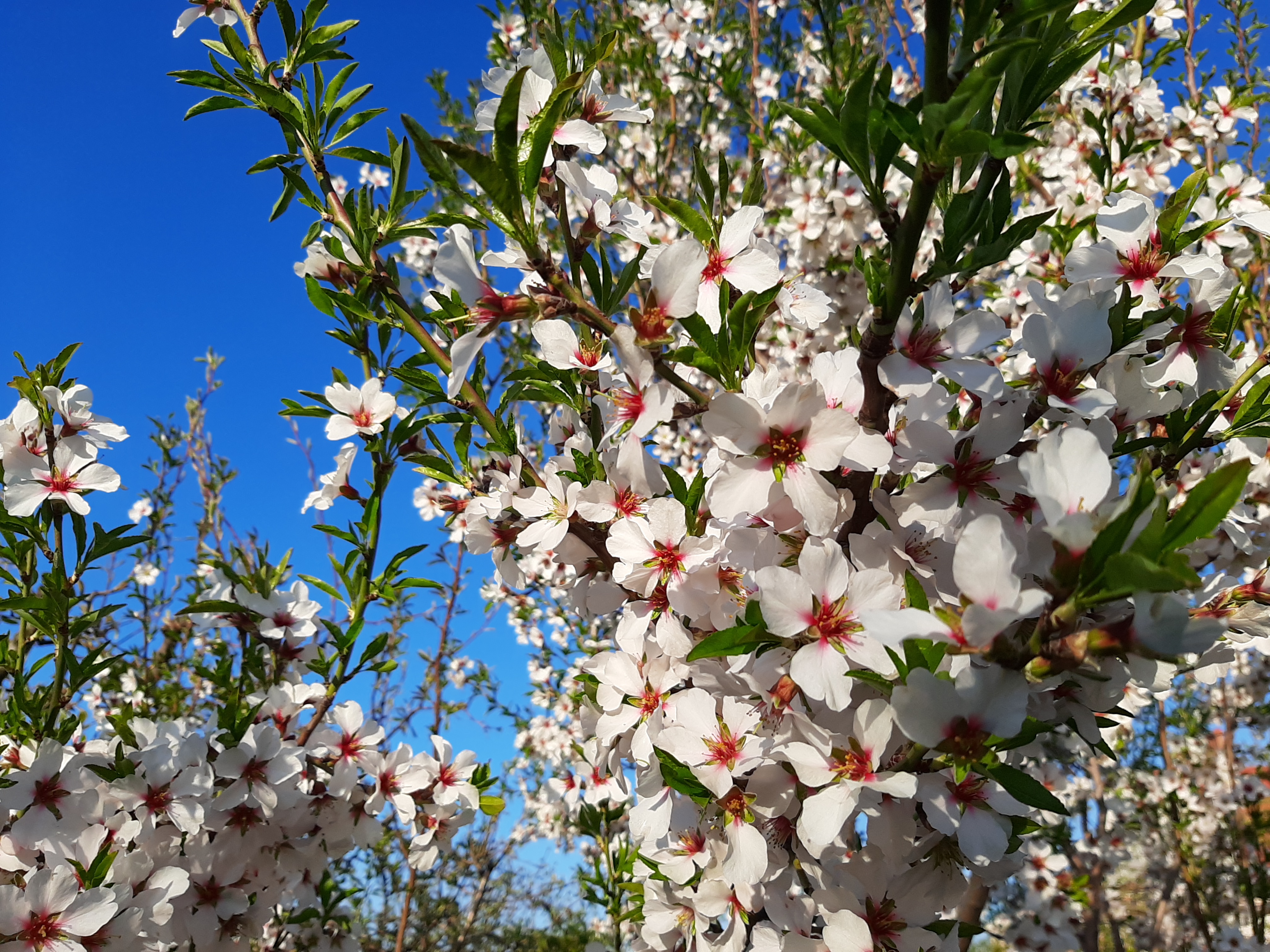 Бесплатное фото Цветущее дерево с белыми цветами на ветках