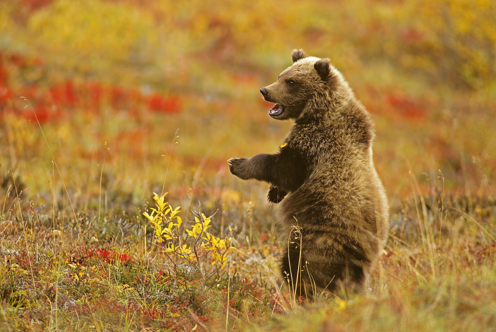 Бесплатное фото Медвежонок ищет маму
