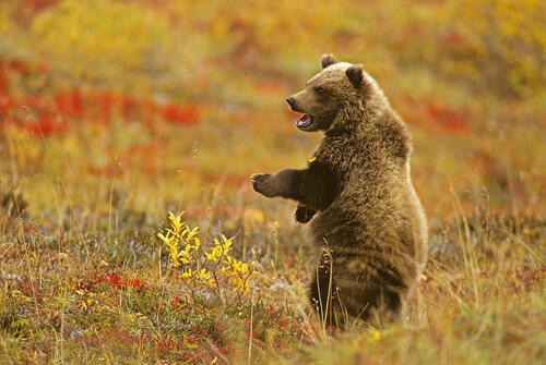 Медвежонок ищет маму