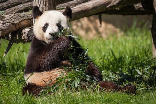 A panda sitting down eating grass