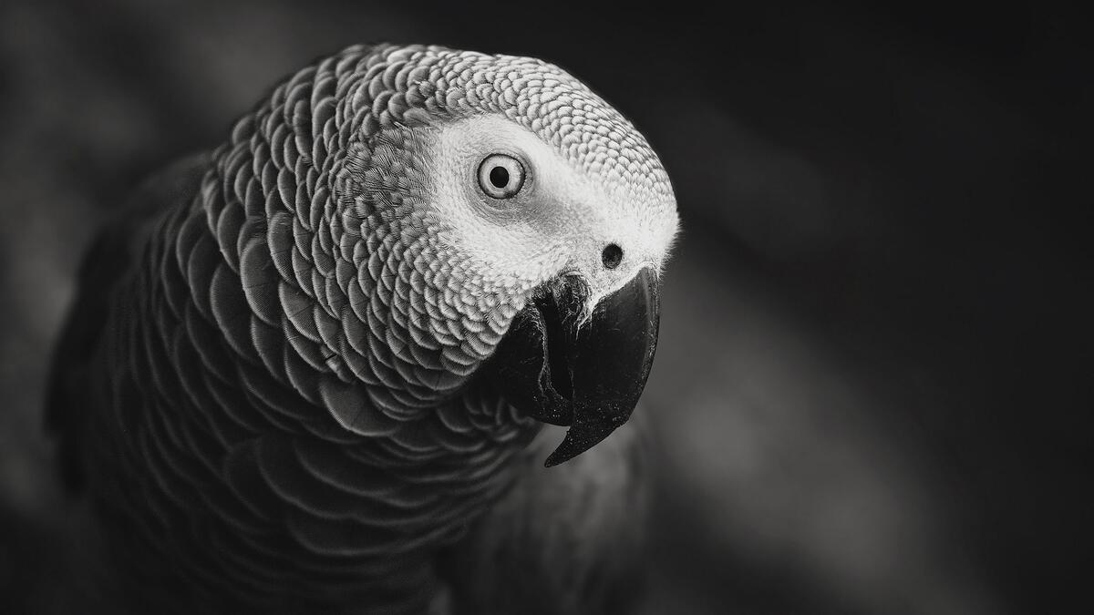 A curious parrot looks into the lens