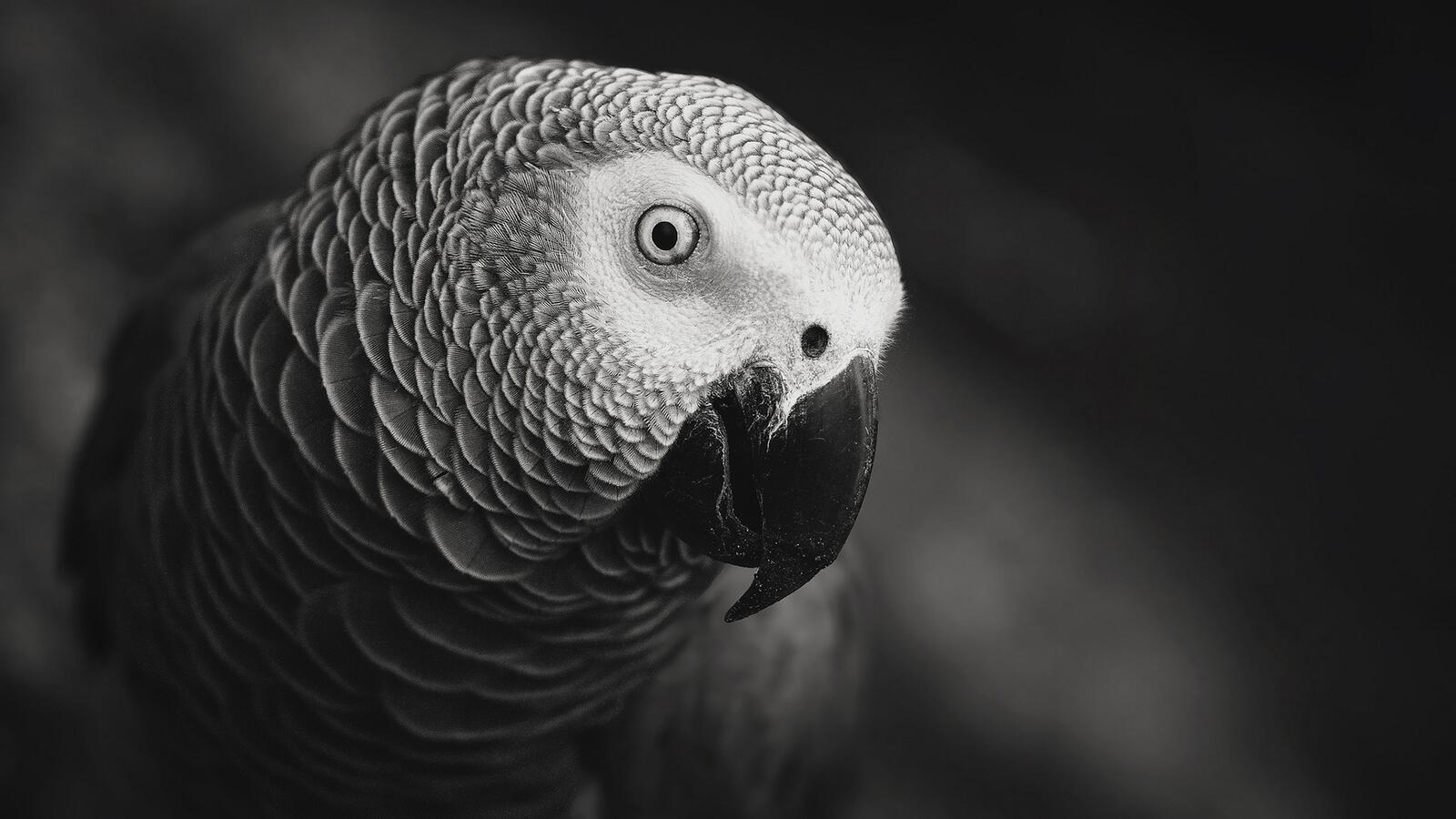 Бесплатное фото Любопытный попугай смотрит в объектив