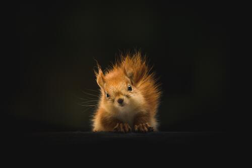 A curious little squirrel on a black background