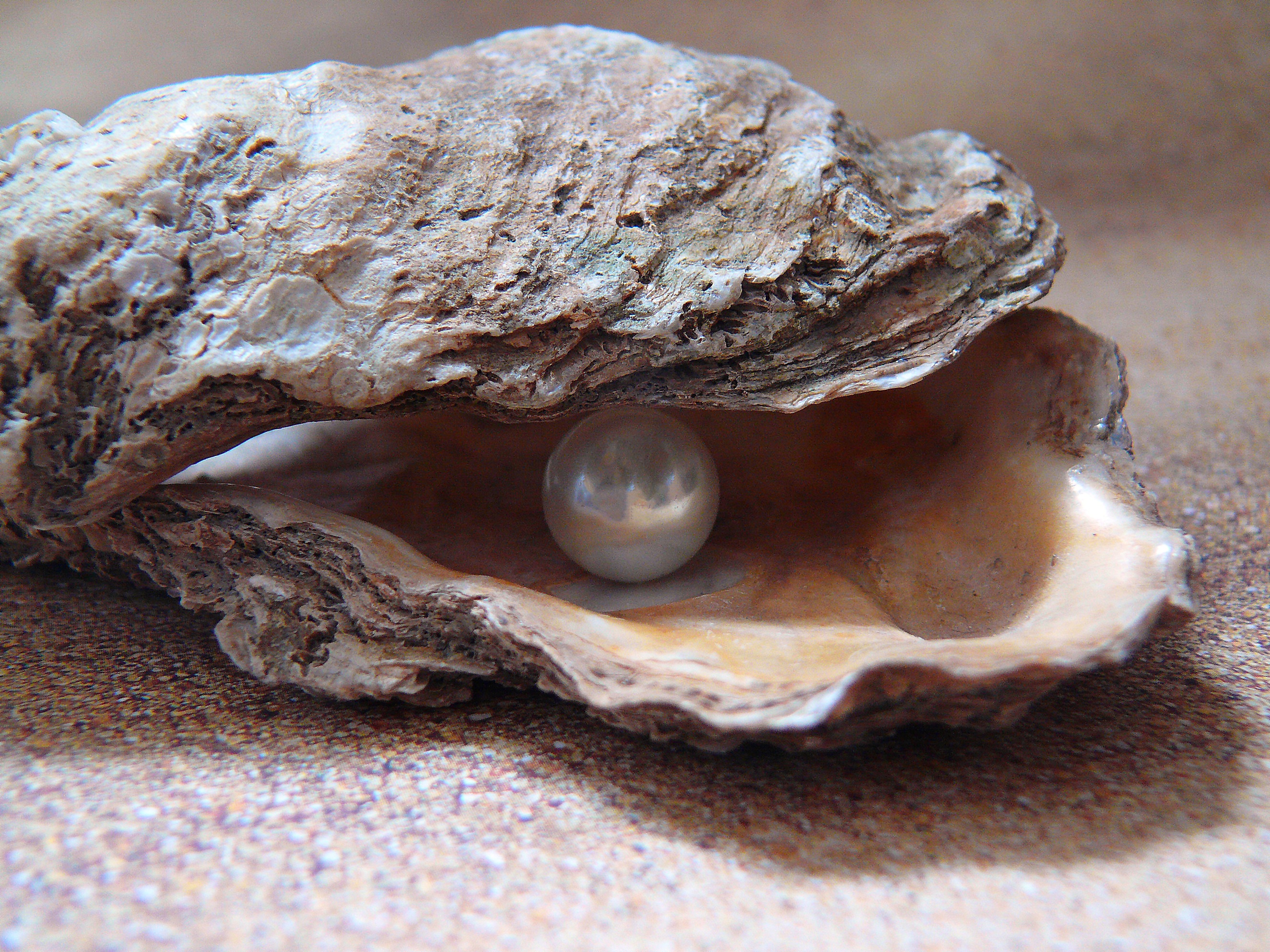 Free photo A pearl shell with pearls inside