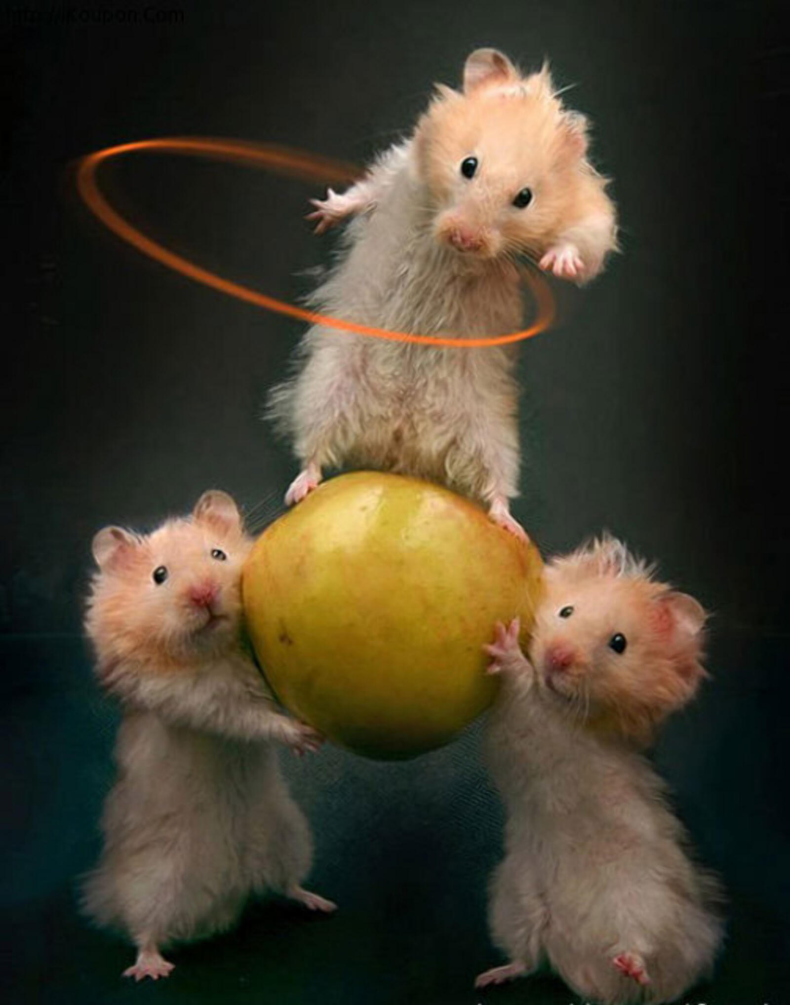 Wallpapers circus hamsters hamsters circus on the desktop