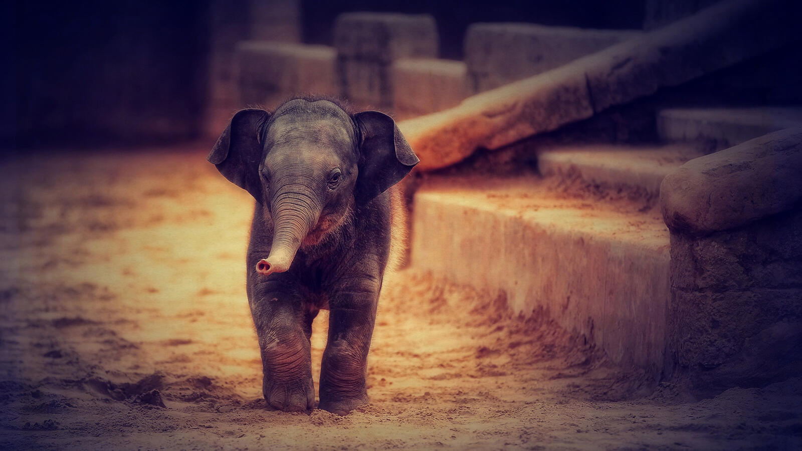 Бесплатное фото Маленький слоник