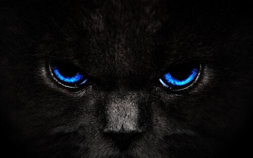 Frowning blue-eyed cat
