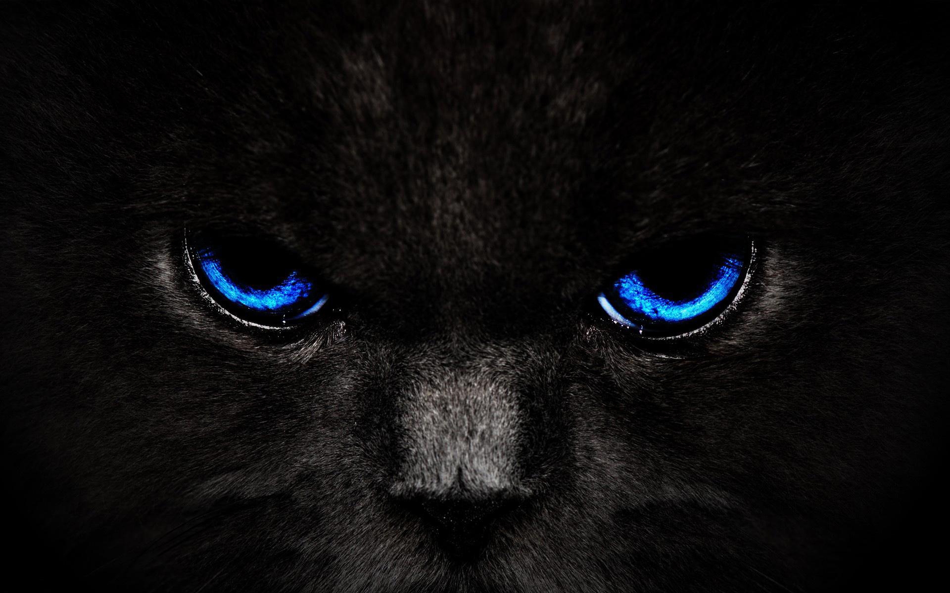 Бесплатное фото Хмурый синеглазый кот
