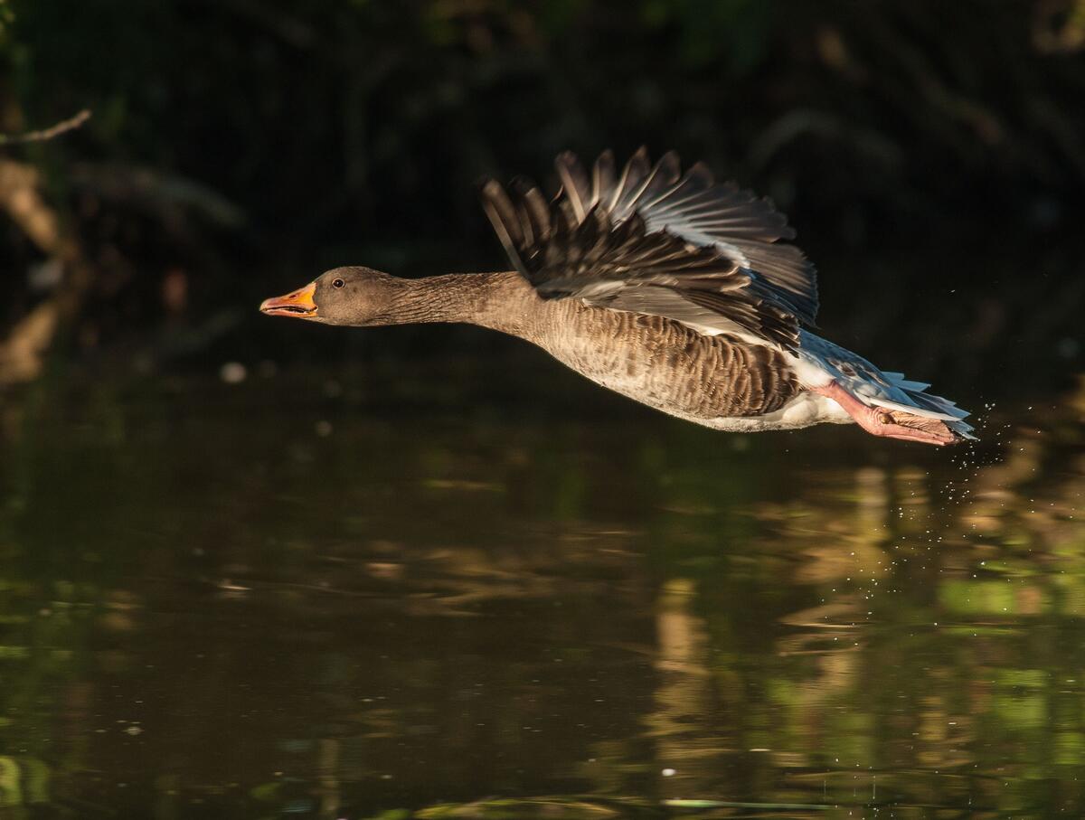 A goose flies over the surface of the water