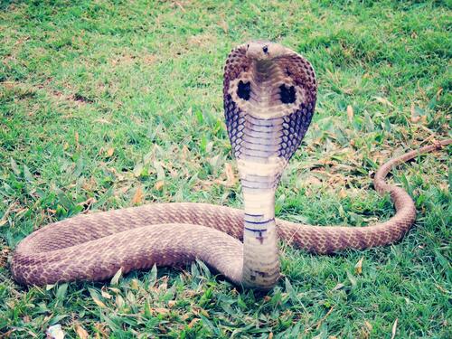 Ядовитая кобра на траве