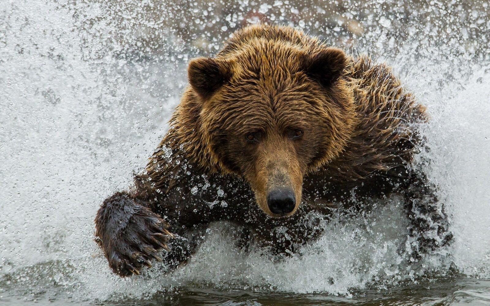 Медведь ловит рыбу в реке