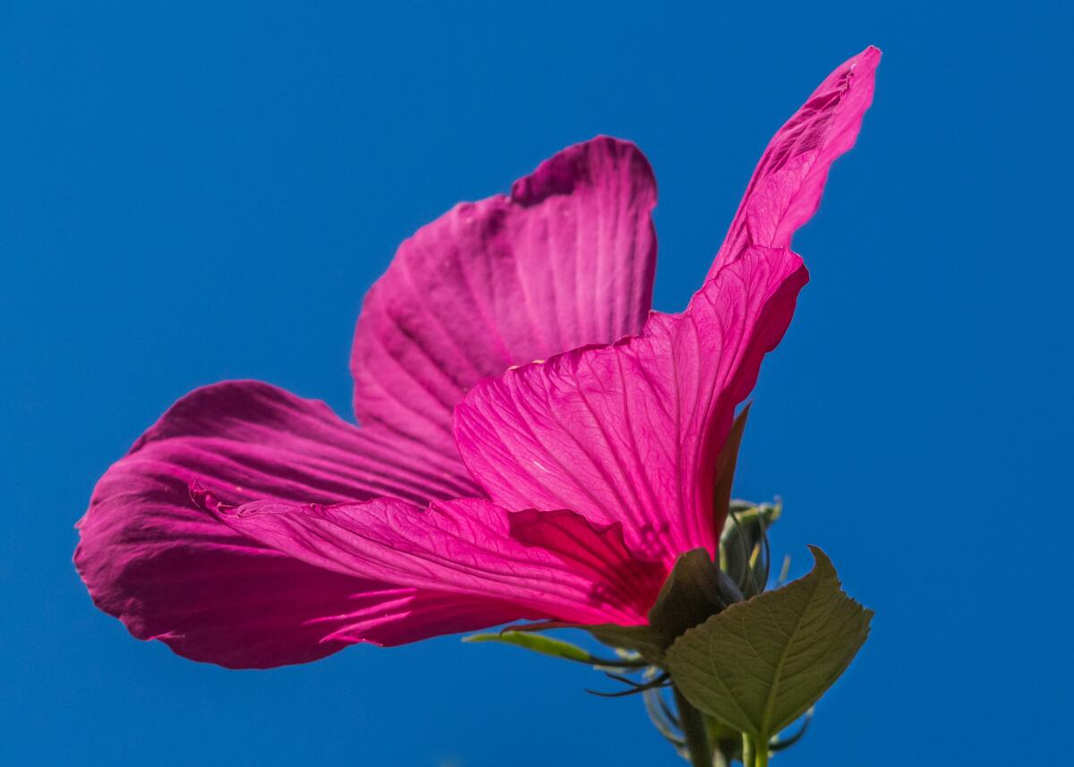 Pink hibiscus flower against a blue sky