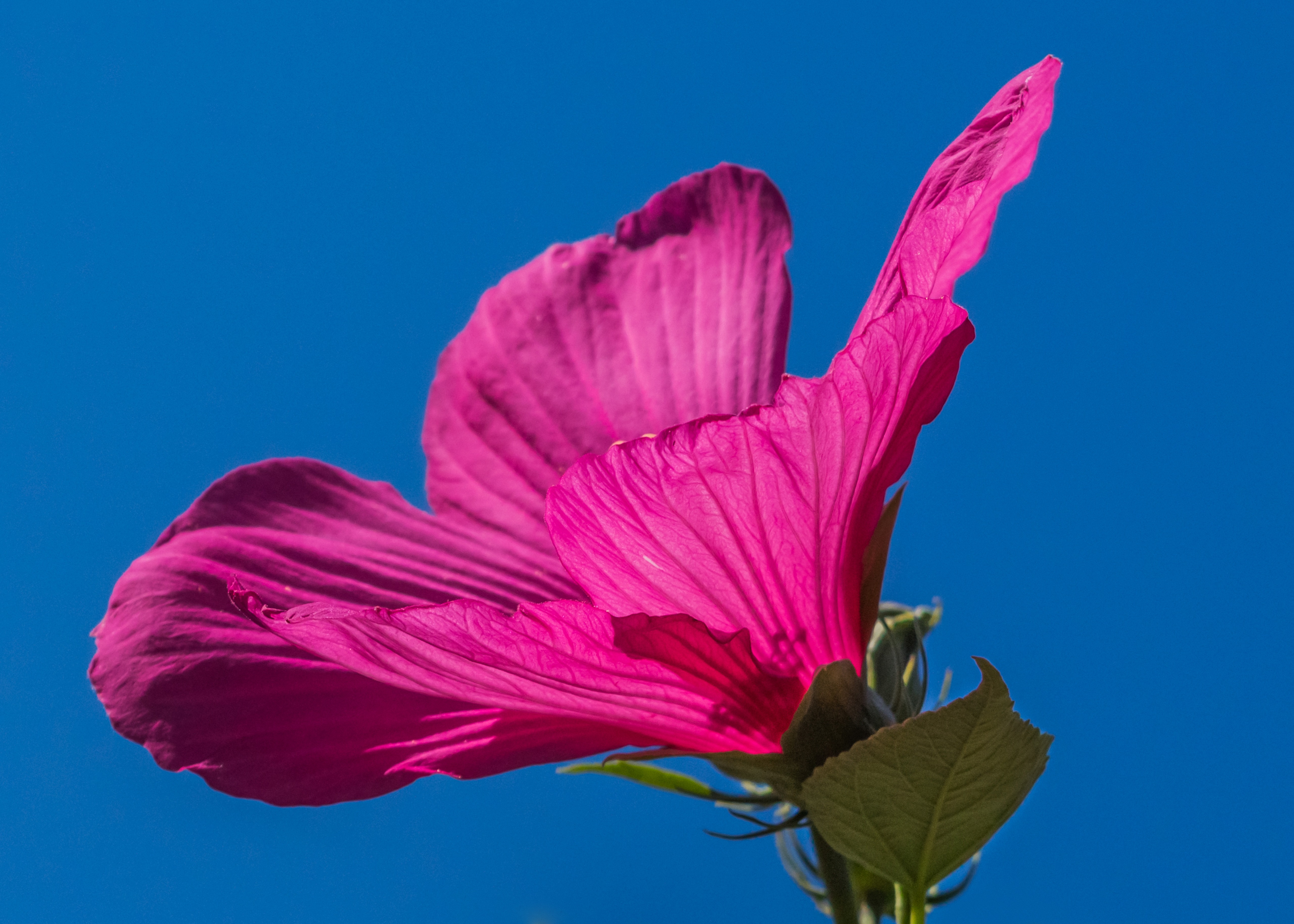 Розовый цветок гибискуса на фоне голубого неба