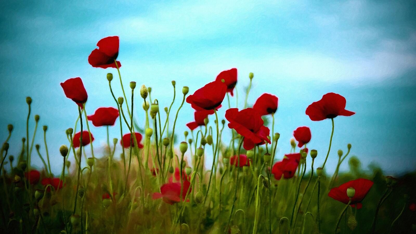 Free photo Red poppies in the field