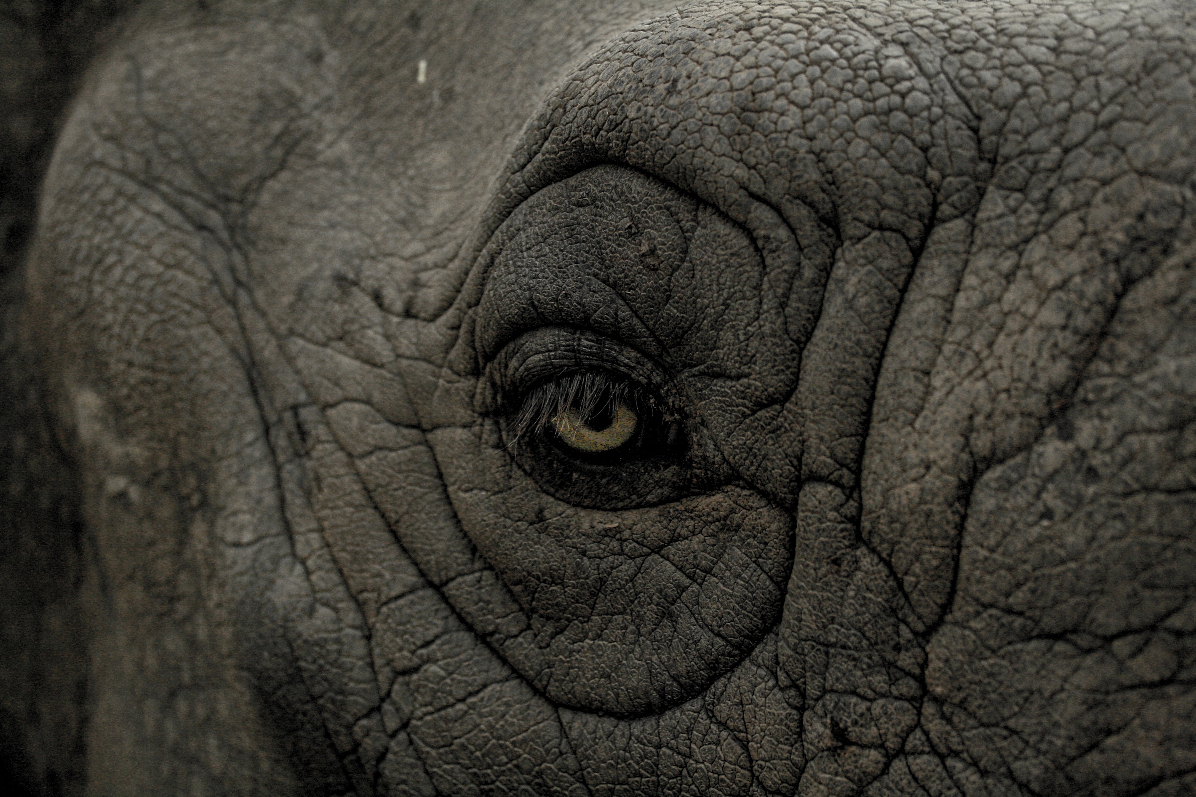 Free photo Photo of a big old elephant`s eye