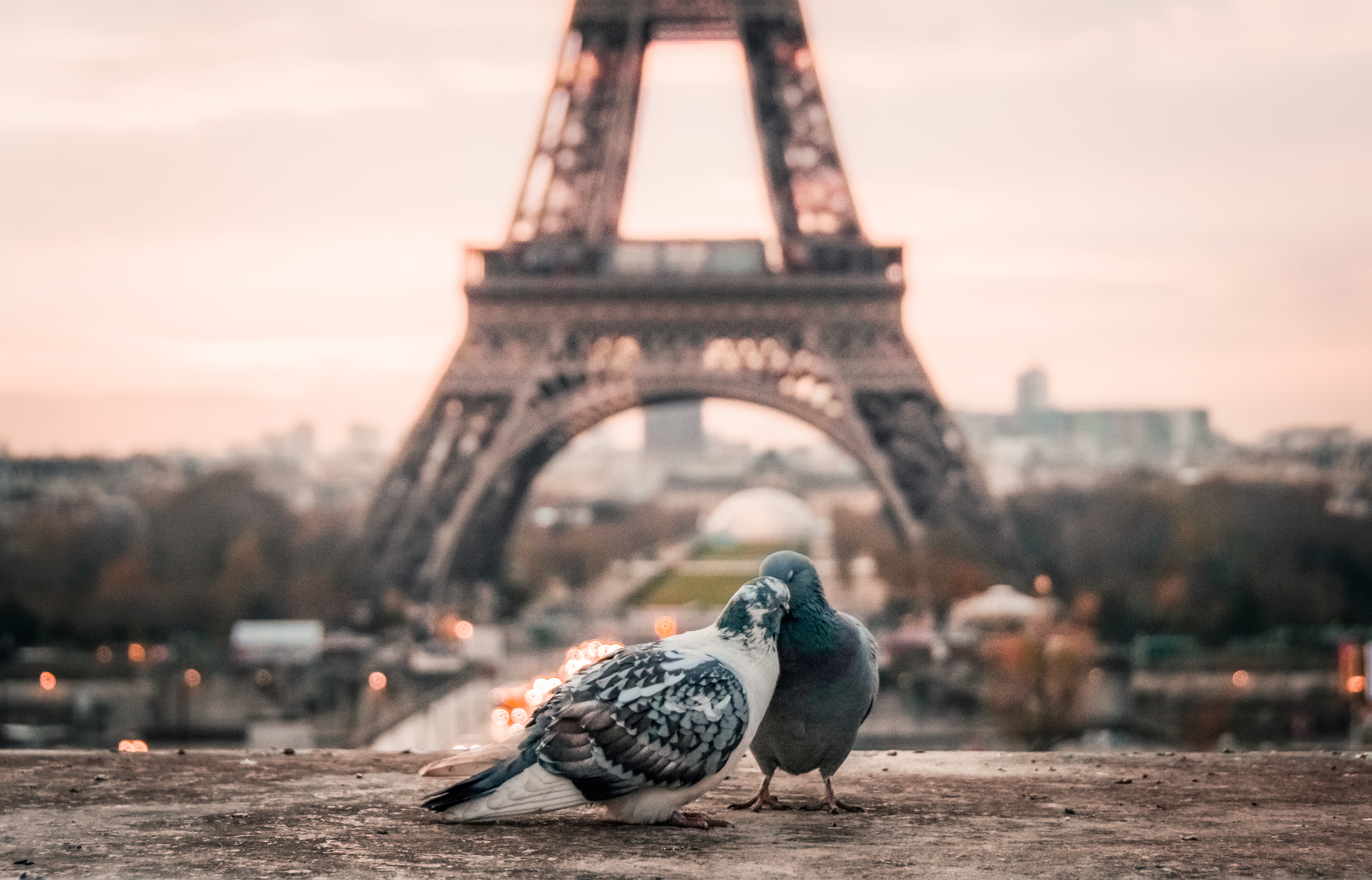 Free photo Pigeons kissing in front of the Eiffel Tower.
