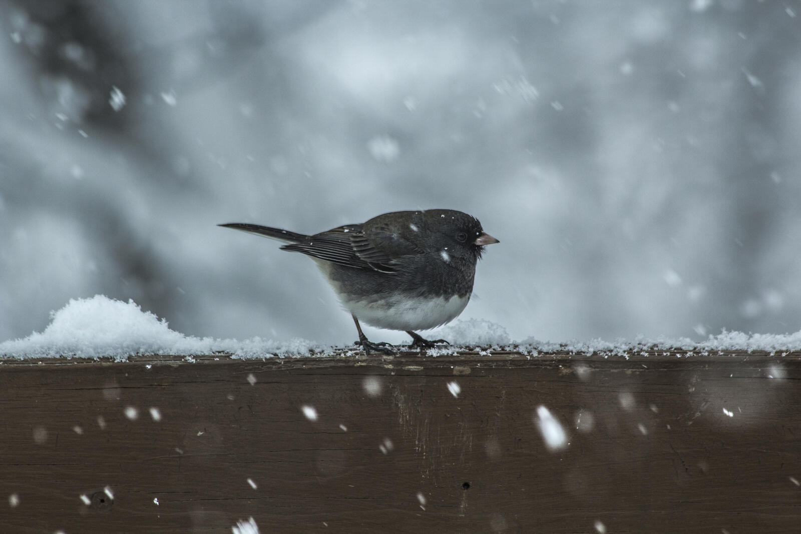 Бесплатное фото Маленькая птичка знойной зимой