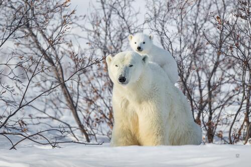 A polar bear with a cub
