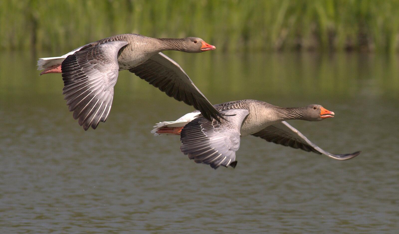 Free photo Geese fly low over the lake