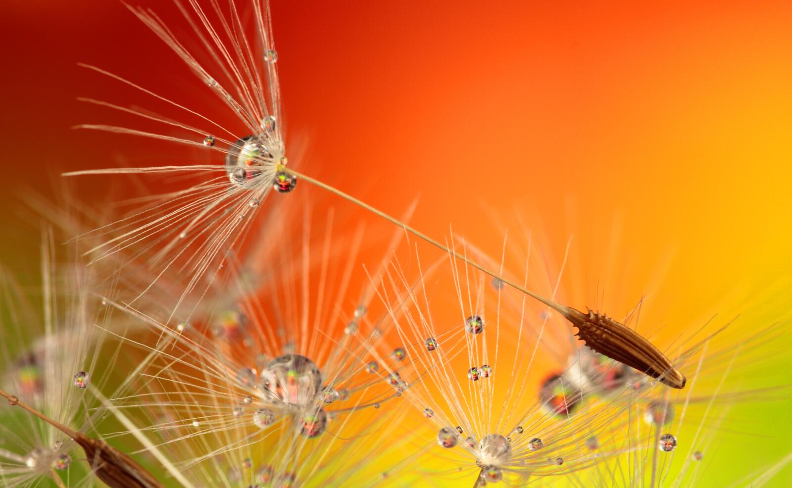 Free photo Close-up of dandelion seeds on orange background