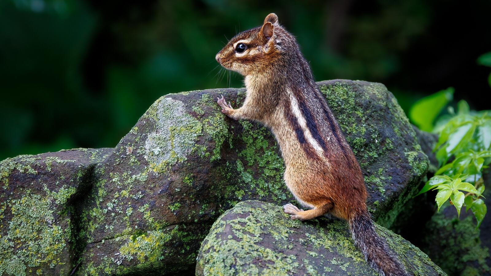 免费照片一只美丽的花栗鼠在岩石上四处张望