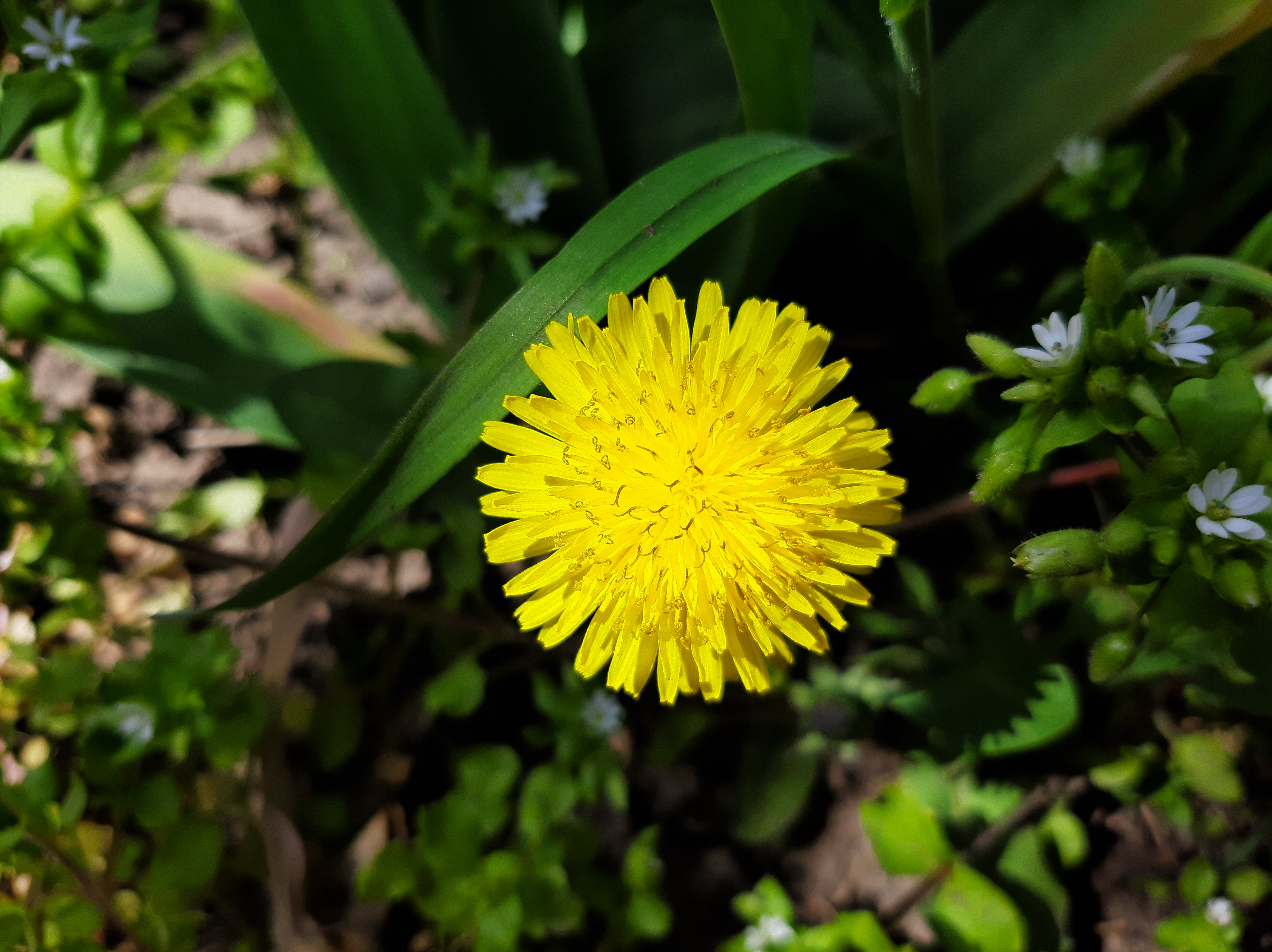 Цветок одуванчика среди зеленой травы