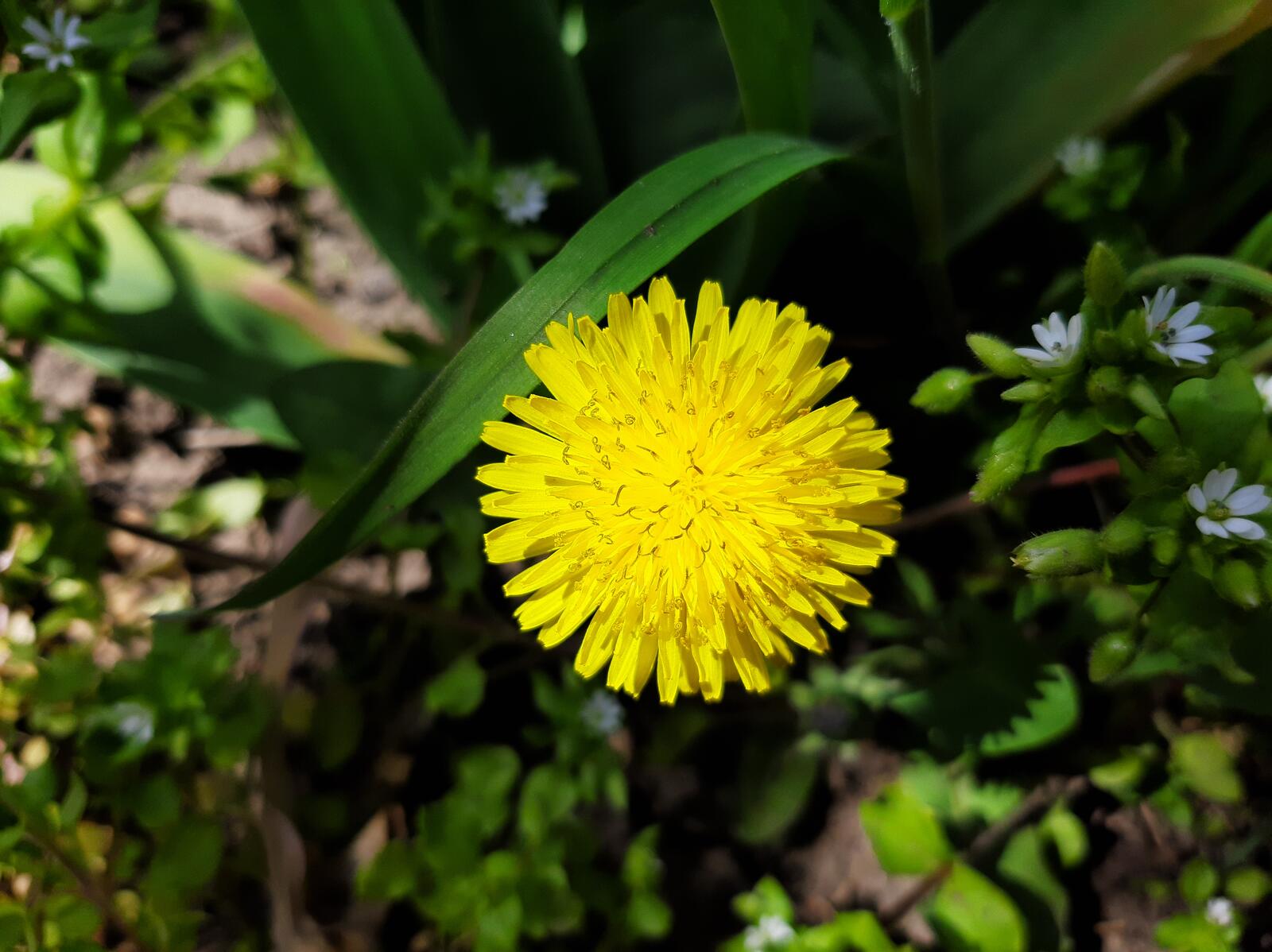Бесплатное фото Цветок одуванчика среди зеленой травы