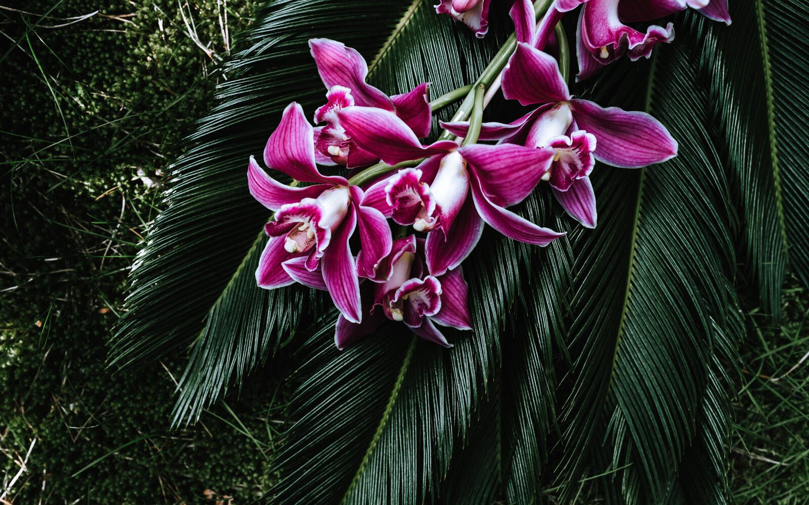 Бесплатное фото Цветы орхидеи