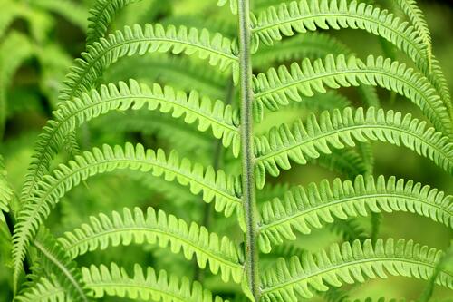 Bright green fern wallpaper