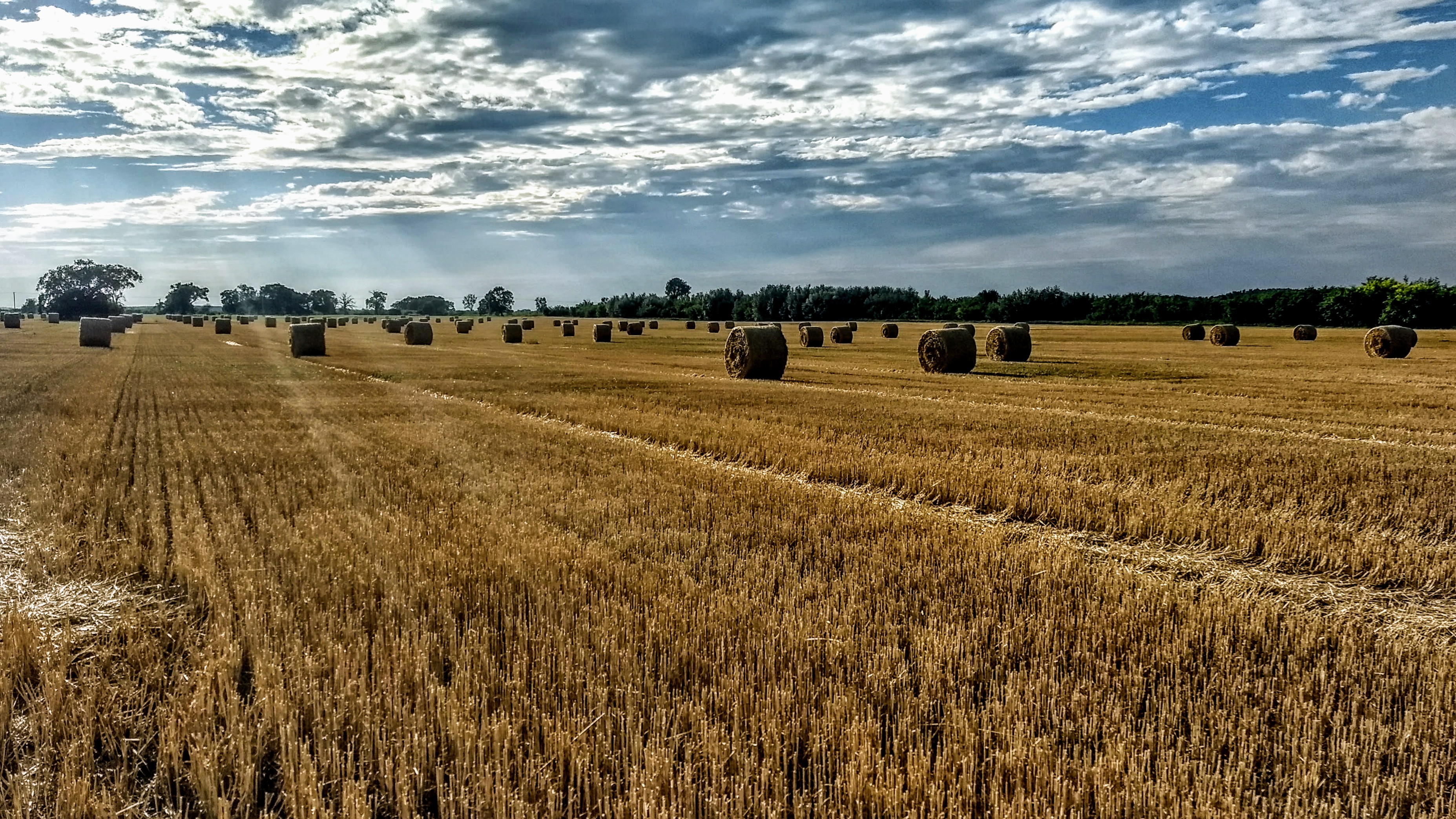 Фото бесплатно урожай, поле, пшеница