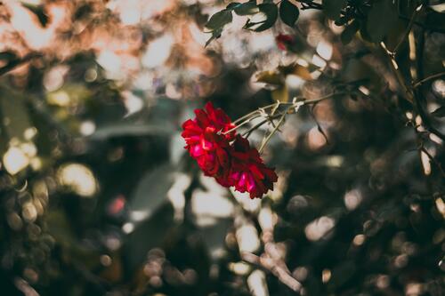 一朵漂亮的红花